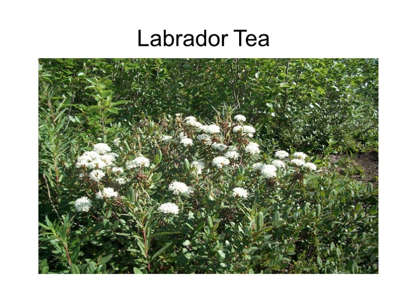 Labrador Tea